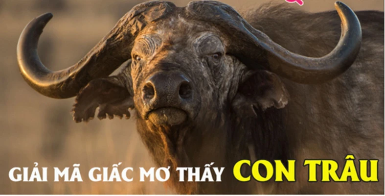 giai-ma-giac-mo-thay-con-trau-danh-de-con-gi-bi-mat-dang-sau-nhung-con-so-may-man